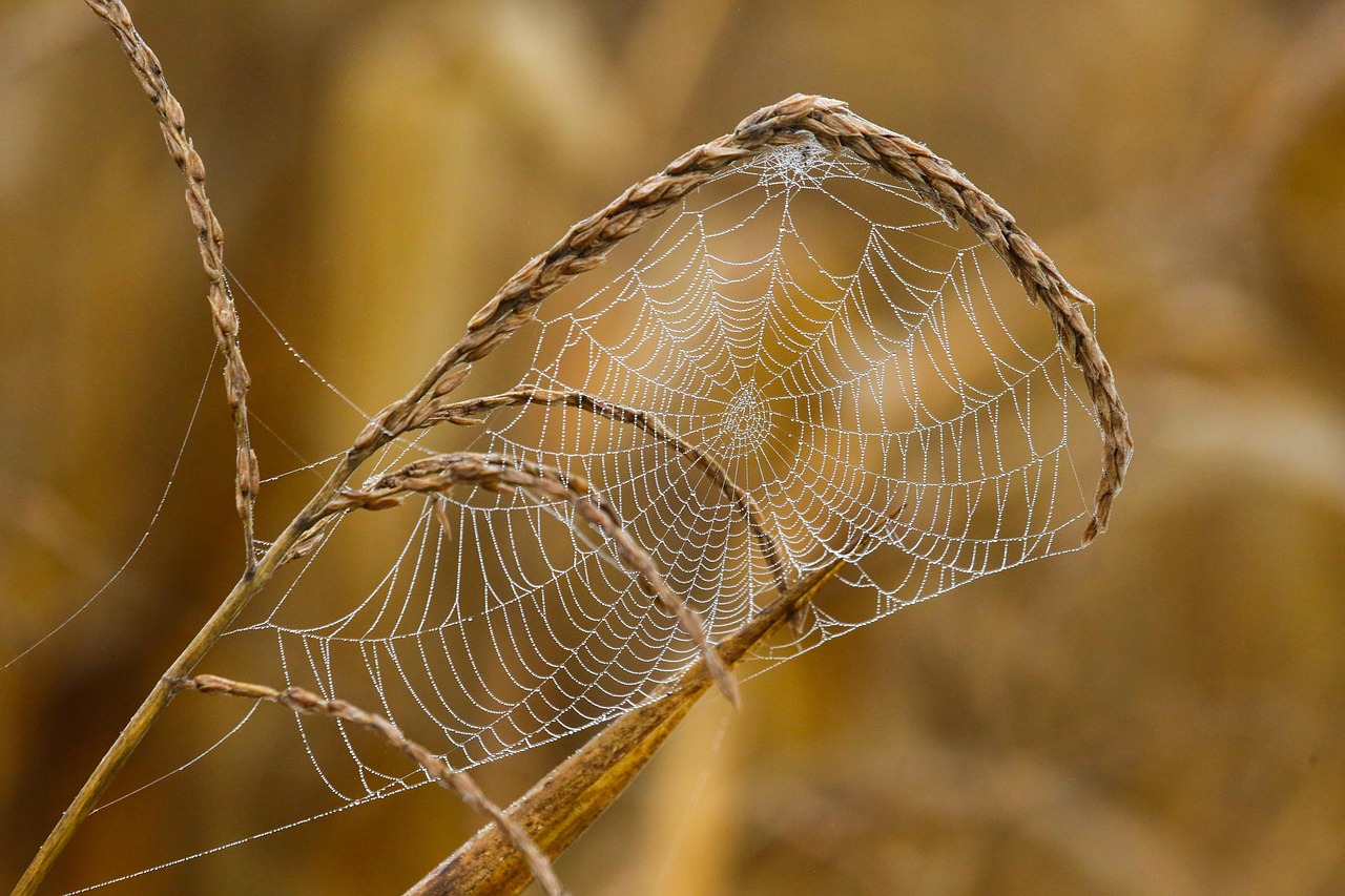 spider web, web, cobweb, dew, dewdrop, fall, nature, closeup